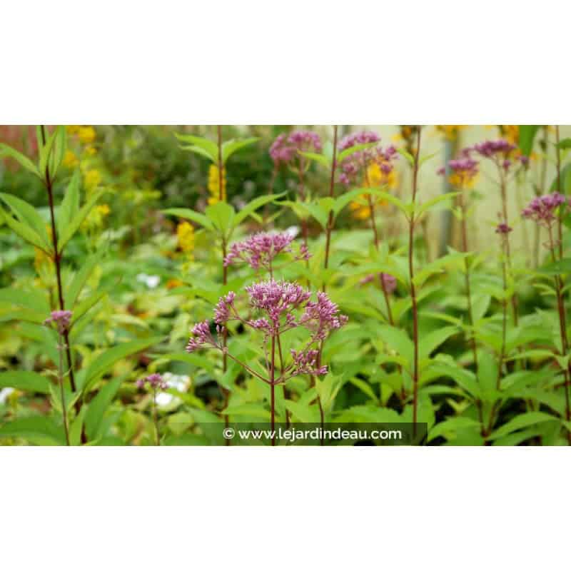 EUPATORIUM purpureum 'Phantom' EUPATORIUM purpureum 'Phantom'