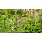 EUPATORIUM purpureum 'Phantom' EUPATORIUM purpureum 'Phantom'