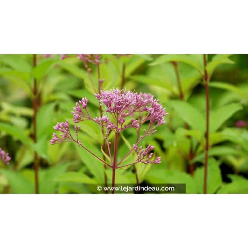 EUPATORIUM purpureum 'Phantom' EUPATORIUM purpureum 'Phantom'