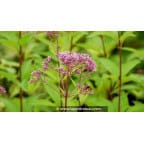 EUPATORIUM purpureum 'Phantom' EUPATORIUM purpureum 'Phantom'