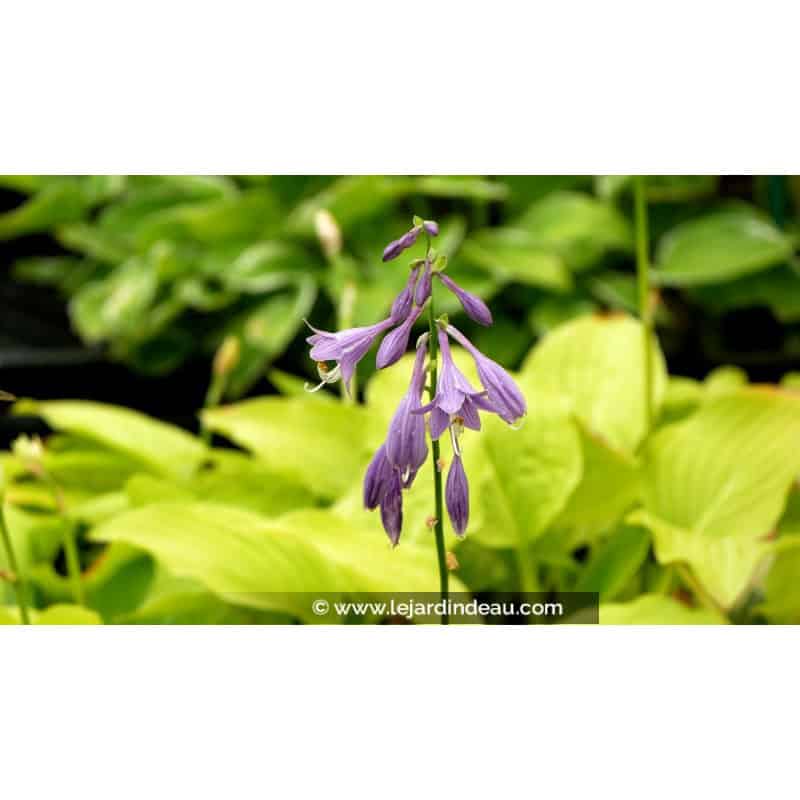 HOSTA 'Golden Tiara' HOSTA 'Golden Tiara'