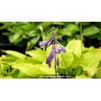 HOSTA 'Golden Tiara' HOSTA 'Golden Tiara'