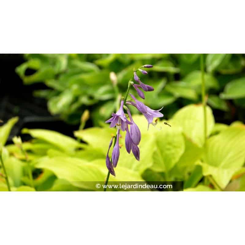 HOSTA 'Golden Tiara' HOSTA 'Golden Tiara'
