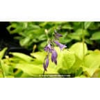 HOSTA 'Golden Tiara' HOSTA 'Golden Tiara'
