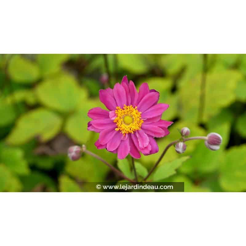 ANEMONE hupehensis 'Pamina' ANEMONE hupehensis 'Pamina'