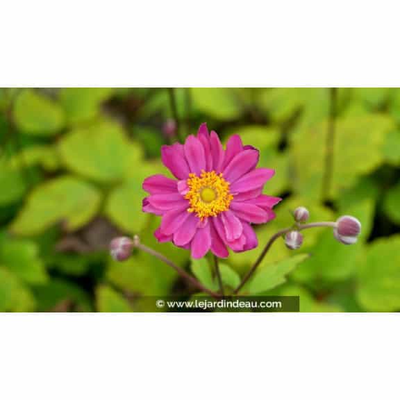 ANEMONE hupehensis 'Pamina'