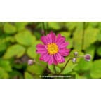 ANEMONE hupehensis 'Pamina' ANEMONE hupehensis 'Pamina'