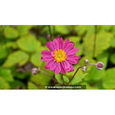 ANEMONE hupehensis \'Pamina\' - Anémone du Japon \'Pamina\'