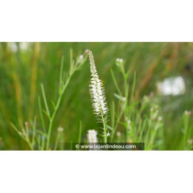 VERONICASTRUM virginicum \'Album\' - Véronique de Virginie blanche