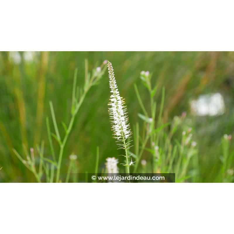 VERONICASTRUM virginicum 'Album' VERONICASTRUM virginicum 'Album'