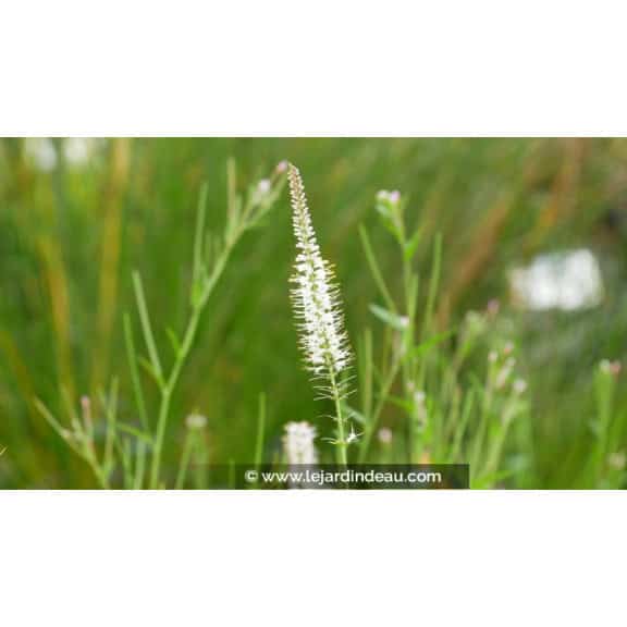 VERONICASTRUM virginicum 'Album'