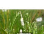 VERONICASTRUM virginicum 'Album' VERONICASTRUM virginicum 'Album'
