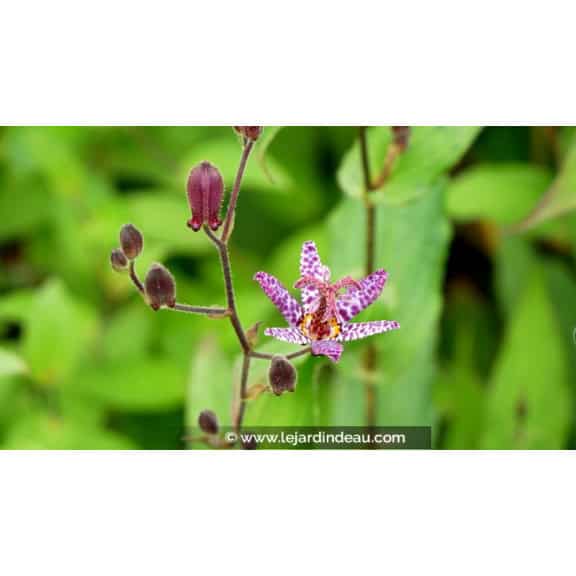 TRICYRTIS macropoda