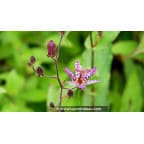 TRICYRTIS macropoda TRICYRTIS macropoda