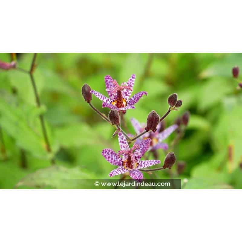 TRICYRTIS macropoda TRICYRTIS macropoda