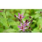 TRICYRTIS macropoda TRICYRTIS macropoda