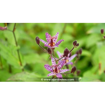 TRICYRTIS macropoda - Lys aux crapaud / Lis au crapaud