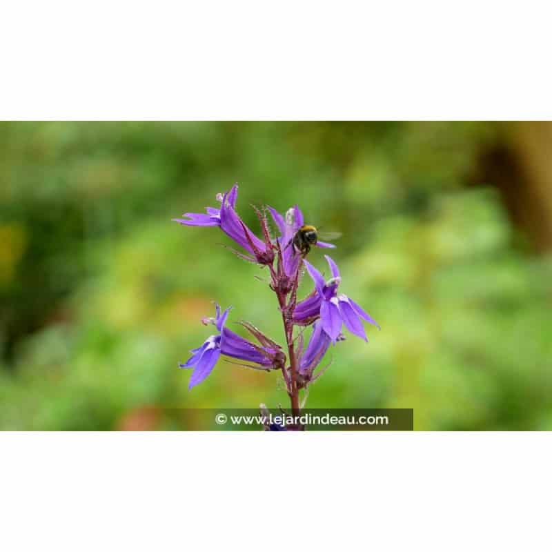 LOBELIA x gerardii 'Vedrariensis' LOBELIA x gerardii 'Vedrariensis'