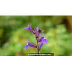 LOBELIA x gerardii 'Vedrariensis' LOBELIA x gerardii 'Vedrariensis'