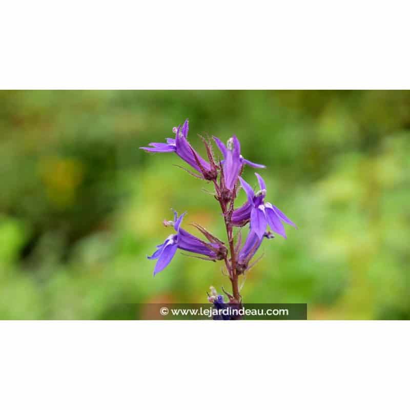 LOBELIA x gerardii 'Vedrariensis' LOBELIA x gerardii 'Vedrariensis'