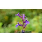 LOBELIA x gerardii 'Vedrariensis' LOBELIA x gerardii 'Vedrariensis'