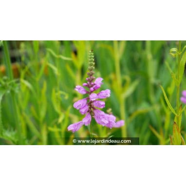 PHYSOSTEGIA virginiana var. speciosa \'Bouquet Rose\' - Cataleptique Rose / Plantes obéissante