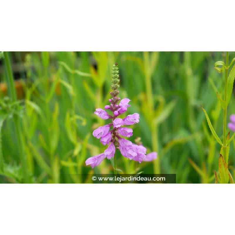 PHYSOSTEGIA virginiana var. speciosa 'Bouquet Rose' PHYSOSTEGIA virginiana var. speciosa 'Bouquet Rose'