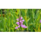 PHYSOSTEGIA virginiana var. speciosa 'Bouquet Rose' PHYSOSTEGIA virginiana var. speciosa 'Bouquet Rose'