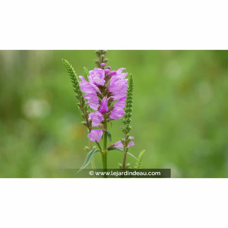 PHYSOSTEGIA virginiana var. speciosa 'Bouquet Rose' PHYSOSTEGIA virginiana var. speciosa 'Bouquet Rose'
