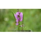 PHYSOSTEGIA virginiana var. speciosa 'Bouquet Rose' PHYSOSTEGIA virginiana var. speciosa 'Bouquet Rose'