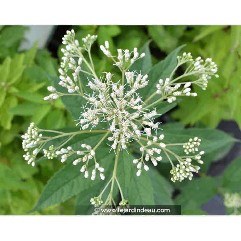 EUPATORIUM maculatum 'Album' EUPATORIUM maculatum 'Album'