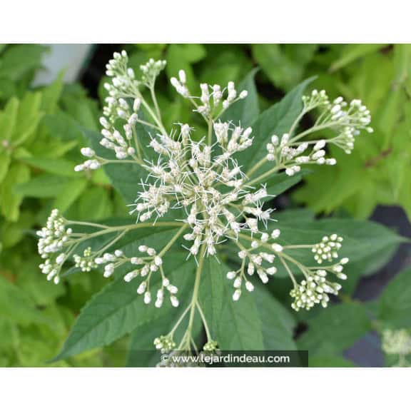 EUPATORIUM maculatum 'Album'
