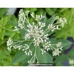 EUPATORIUM maculatum 'Album' EUPATORIUM maculatum 'Album'