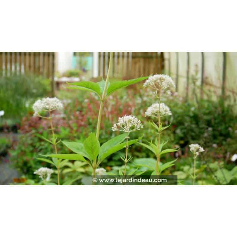 EUPATORIUM maculatum 'Album' EUPATORIUM maculatum 'Album'