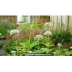 EUPATORIUM maculatum 'Album' EUPATORIUM maculatum 'Album'
