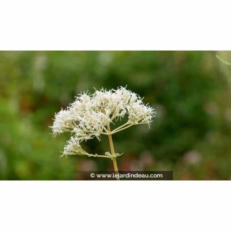 EUPATORIUM maculatum 'Album' EUPATORIUM maculatum 'Album'