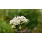 EUPATORIUM maculatum 'Album' EUPATORIUM maculatum 'Album'