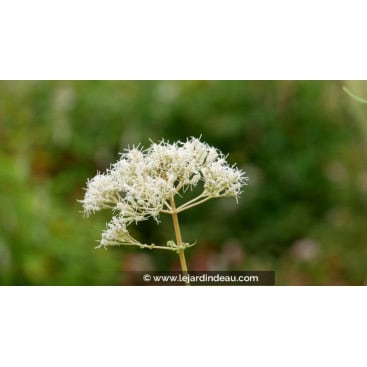 EUPATORIUM maculatum \'Album\' - Eupatoire maculé blanc