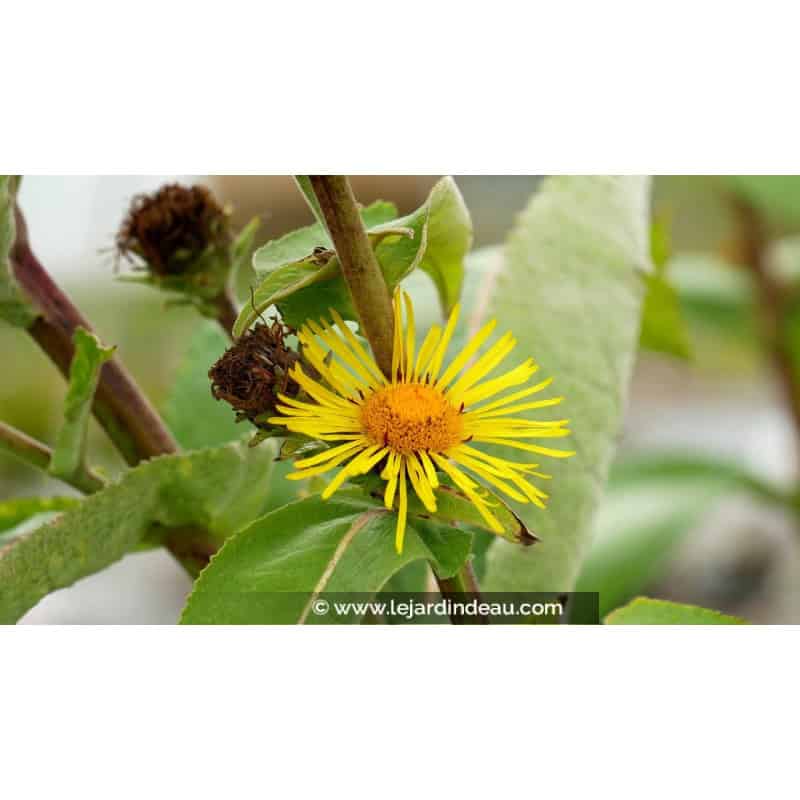 INULA magnifica INULA magnifica