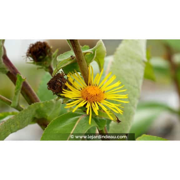 INULA magnifica
