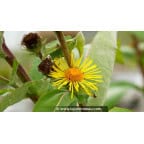 INULA magnifica INULA magnifica
