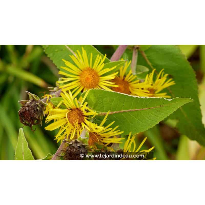 INULA magnifica INULA magnifica