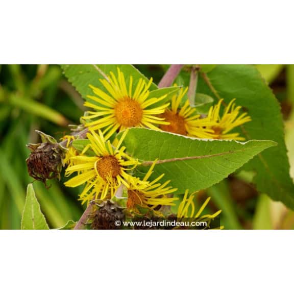 INULA magnifica