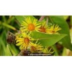 INULA magnifica INULA magnifica