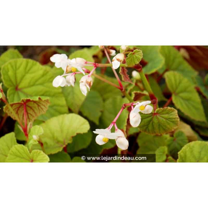 BEGONIA grandis subsp. evensiana var. alba BEGONIA grandis subsp. evensiana var. alba