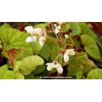 BEGONIA grandis subsp. evensiana var. alba BEGONIA grandis subsp. evensiana var. alba