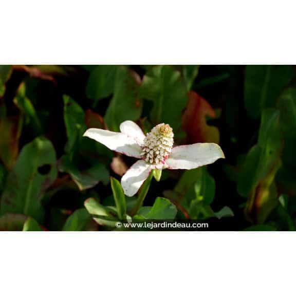 ANEMOPSIS californica