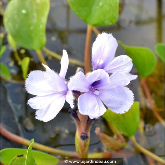 EICHHORNIA azurea