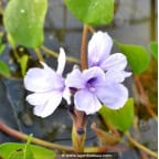 EICHHORNIA azurea EICHHORNIA azurea