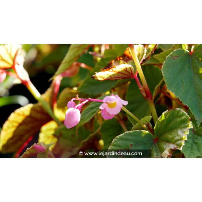 BEGONIA grandis evansiana BEGONIA grandis evansiana